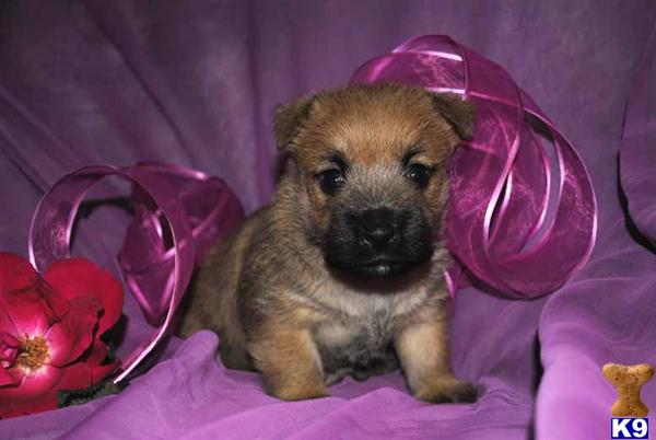 Cairn Terrier Puppies